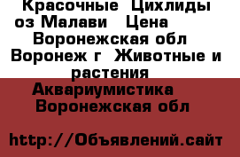 Красочные  Цихлиды оз.Малави › Цена ­ 100 - Воронежская обл., Воронеж г. Животные и растения » Аквариумистика   . Воронежская обл.